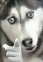:husky_you: